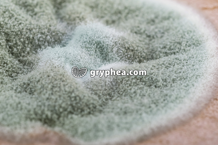 Moisissure de type Penicillium sur mousse au chocolat (détail) - gryphea.com